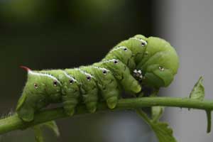 tomatoe horn worm